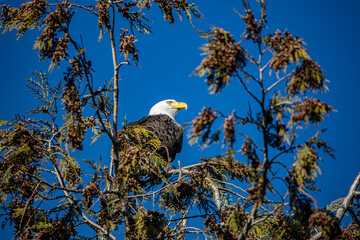USA, Washington State, Mount Vernon. Bald eagle.