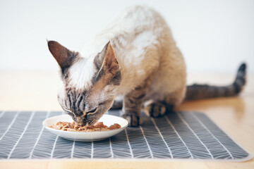Close up of Devon Rex tabby cat  sitting next to a white ceramic food plate placed on place mat on the wooden floor and eating wet tuna food. Selective focus natural light
