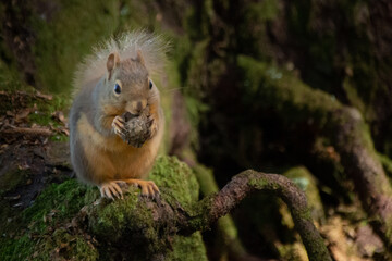 a red squirrel eating a pine cone while sitting on a moss covered tree root