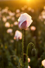 Nice poppy flower at sunset. Beautiful bokeh