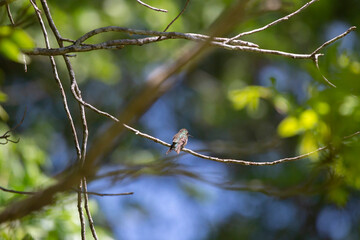 Ruby-Throated Hummingbird