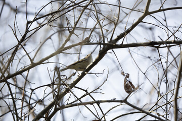 Curious Ruby-Crowned Kinglet