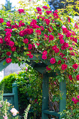 Tracyton, Washington State, rose arbor garden