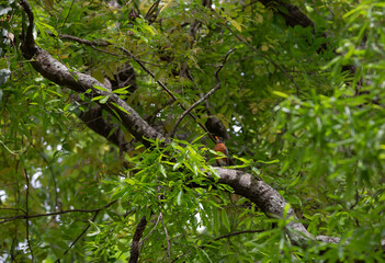 American Robin on a Tree Limb