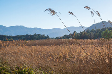 Obraz premium Natural park of Pego-Oliva, wetlands and marsh, in Valencia (Spain).