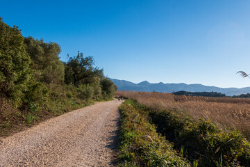 Fototapeta na wymiar Some people walking by a rural road in the Pego - Oliva marsh, with strong sunlight, and a clear sky.
