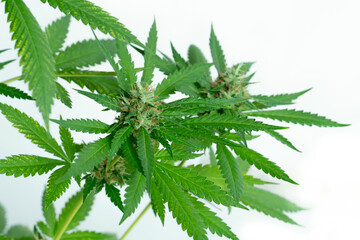 cannabis plant detail, Macro photography