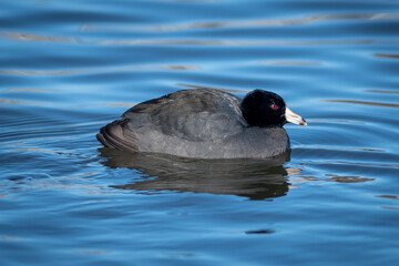 A single aquatic bird called a coot swimming in a pond.   The bird has a blackish plumage, lobed feet, and a bill that extends back onto the forehead as a horny shield.  It is staring at the camera.