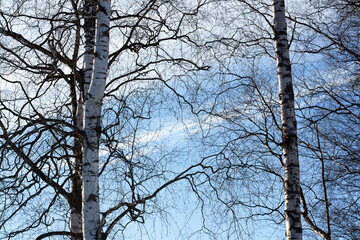 Obraz premium trees in the sky