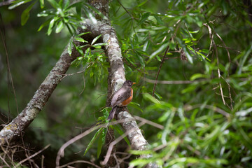 American Robin
