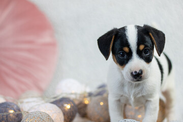 Szczeniak jack russell terrier