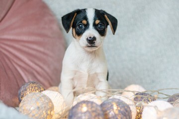 Szczeniak jack russell terrier © Micha