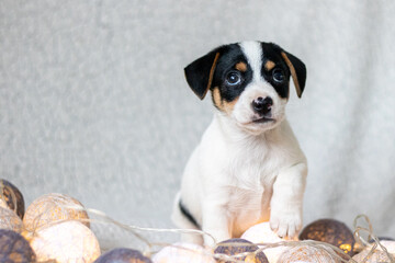 Szczeniak jack russell terrier © Micha