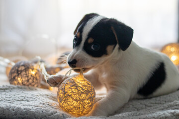 Szczeniak jack russell terrier © Micha