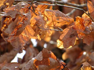 autumn leaves on the tree