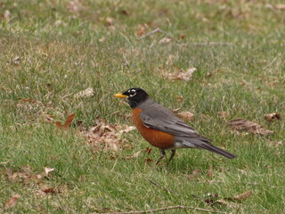 robin on the grass
