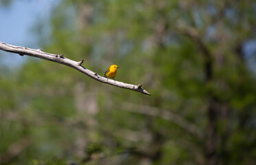 Prothonotary Warbler