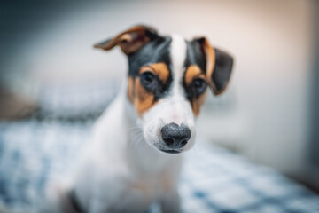 Szczeniak jack russell terrier © Micha