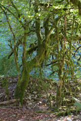 Relict Buxus colchica  in forest of cascade of 33 waterfalls in Lazarevsky district of Sochi city, Dzhegosh tract, Shakhe river valley, Sochi National Park, Russia 