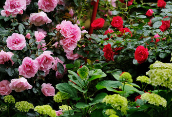 Roses in the summer garden