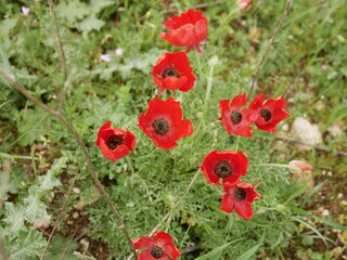 Obraz premium Bright red poppy flowers among green grass in a meadow on a sunny spring day. Growing of raw materials for confectionery production in natural conditions under the open sky