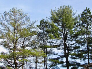 Obraz premium trees in the sky