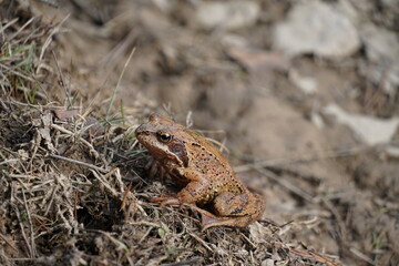 frog on the grass
