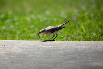 Northern Mockingbird Foraging for a Grub