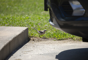 Northern Mockingbird Hunting