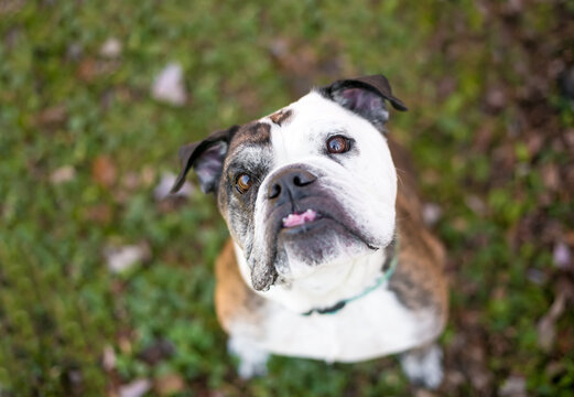 A purebred English Bulldog with an underbite sitting outdoors and looking up at the camera with a head tilt