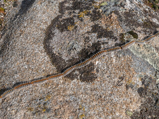Processionary caterpillar in a row on a rock from close range