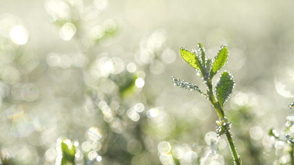 Morning dew glistens on young green leaves.