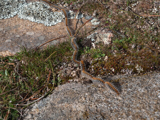 Processionary caterpillar in a row on a rock from walking away