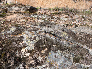 Processionary caterpillars walking on a mossy rock