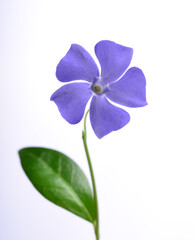 Fototapeta na wymiar One purple periwinkle on a white background
