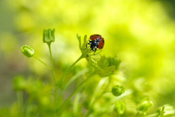 A ladybug sits on a bud. Sunny day.