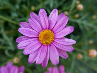 Obraz premium meravigliosa corolla di fiore in primo piano su sfondo sfumato