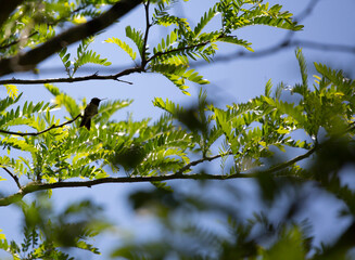 Female Ruby-Throated Hummingbird