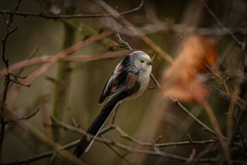 Small bird in a forest