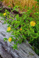 Shine Tidelands State Park, Washington State, beach, driftwood, daisies