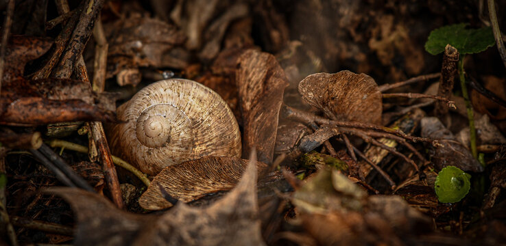 Snail shell in a forest