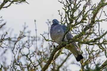 Woodpigeon bird (Columba palumbus) perched on branch  in garden with new Spring bud and lichen. Common bird with grey feathers plumage. Ireland
