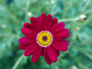 Obraz premium meravigliosa corolla di fiore in primo piano su sfondo sfumato