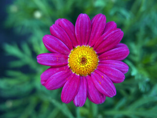 Obraz premium meravigliosa corolla di fiore in primo piano su sfondo sfumato