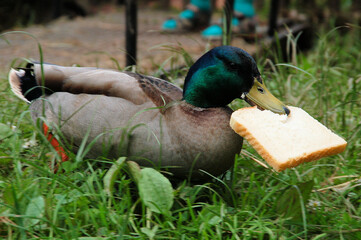 Ente füttern