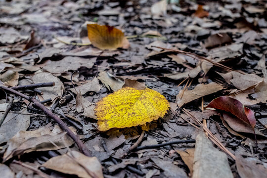 Yellow Leaf on Trail