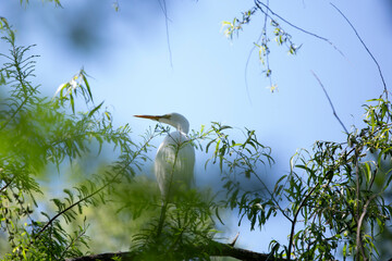 Great Egret on a High Perch