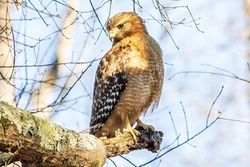 hawk perched on branch
