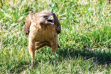 Hawk in the grass