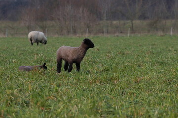 die Schafe auf der Wiese